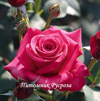 CHARISMA (CRAZY PINK VOLUPTIA)