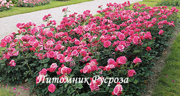 CHARISMA (CRAZY PINK VOLUPTIA)