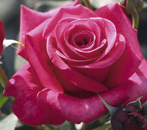 CHARISMA (CRAZY PINK VOLUPTIA)