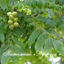 Орех маньчжурский (Juglans mandshurica) 2 года