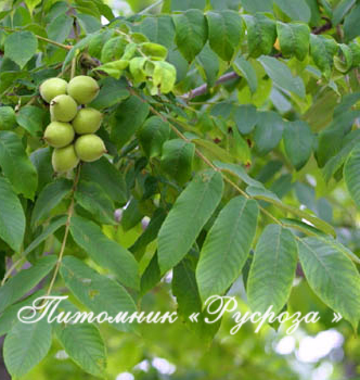 Орех маньчжурский (Juglans mandshurica) 2 года