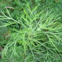 Полынь древовидная