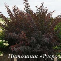 Пузыреплодник калинолистный 