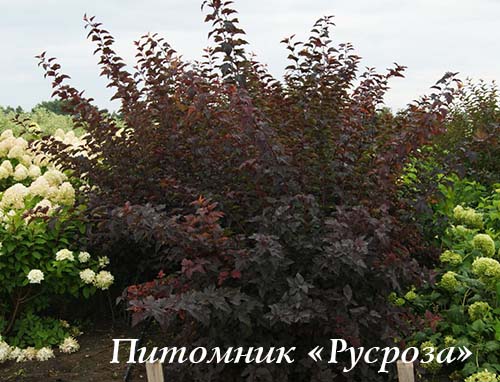 Пузыреплодник калинолистный 