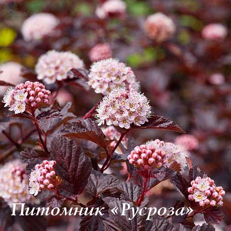 Пузыреплодник калинолистный 