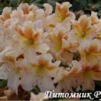 Рододендрон 