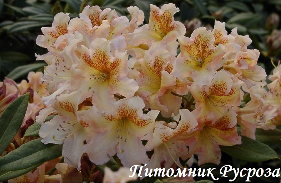 Рододендрон 