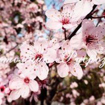 Слива Писсарди (Prunus Pissardii)