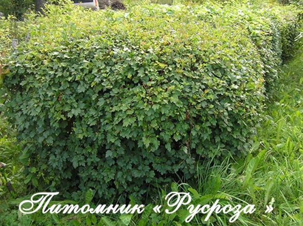 Смородина альпийская (Ribes alpinum)