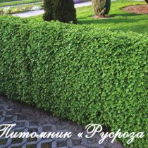 Смородина альпийская (Ribes alpinum)