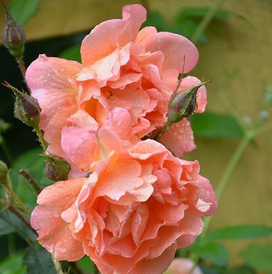 ALIBABA (CHEWALIBABA)