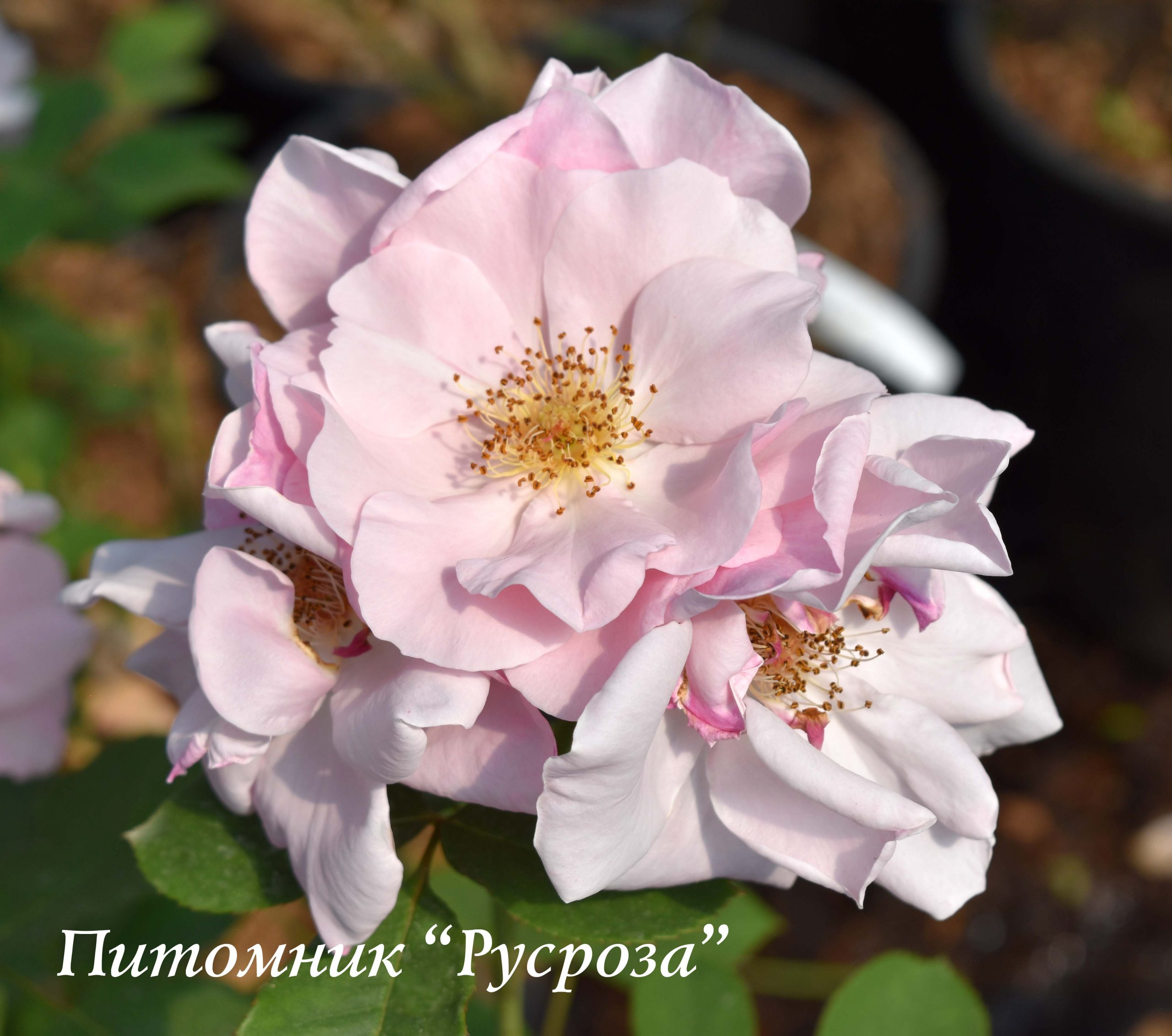 ALIBABA (CHEWALIBABA)