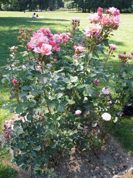 ALIBABA (CHEWALIBABA)