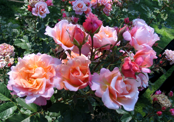 ALIBABA (CHEWALIBABA)