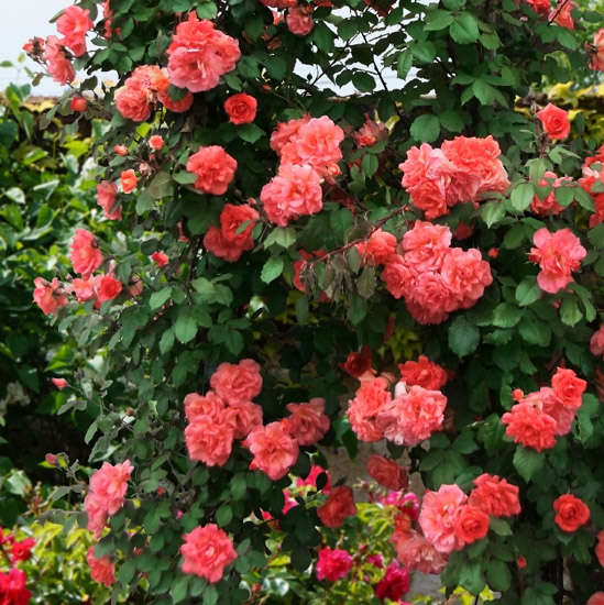 ALIBABA (CHEWALIBABA)