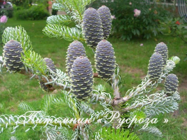 Пихта корейская 