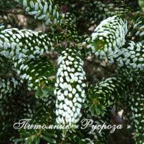 Пихта корейская 