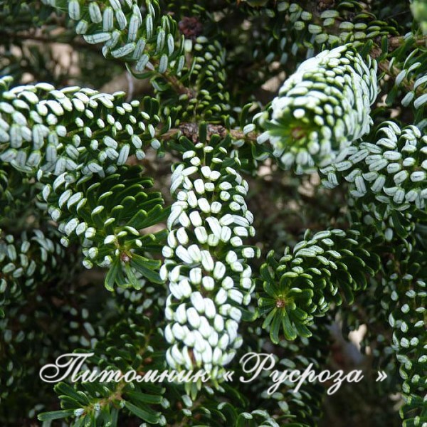 Пихта корейская 