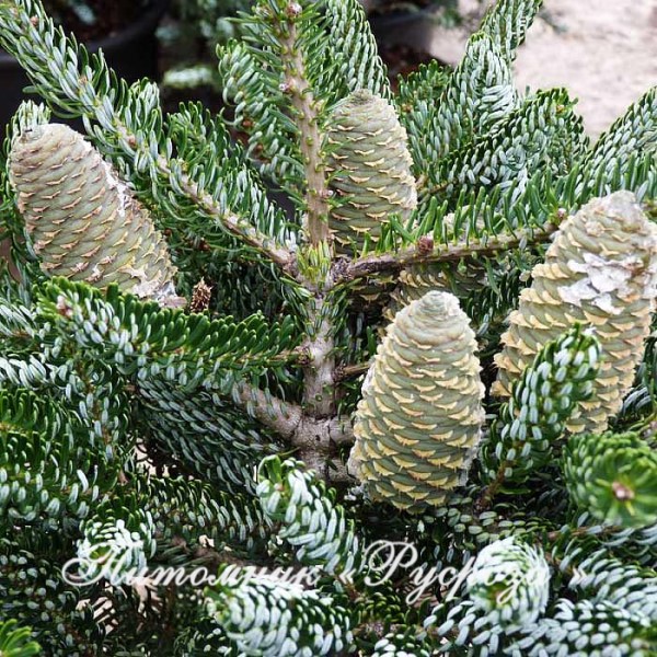 Пихта корейская 