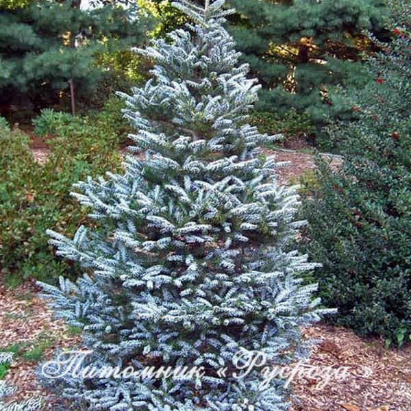 Пихта корейская 