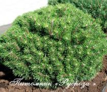 Сосна горная 