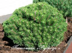 Сосна горная 