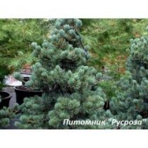 Сосна гибкая 