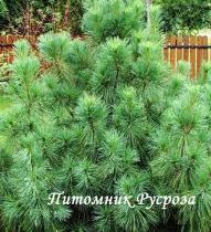 Сосна веймутова 