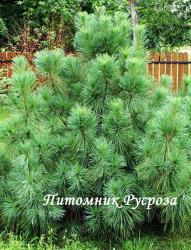 Сосна веймутова 