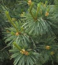 Сосна белая мексиканская 30-50