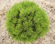 Сосна Гельдрейха 