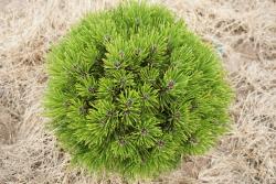 Сосна Гельдрейха 