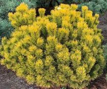 Сосна горная 