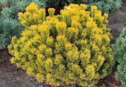 Сосна горная 