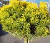 Сосна горная 