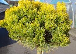 Сосна горная 