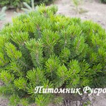 Сосна горная 