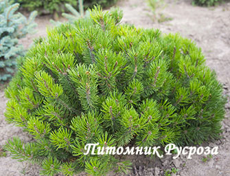 Сосна горная 