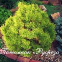 Сосна горная 