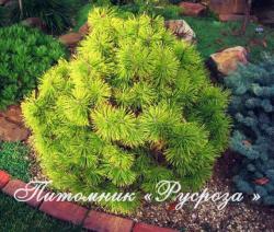 Сосна горная 