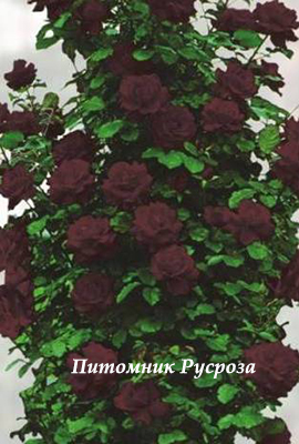 BLACK QUEEN (CLIMBING)