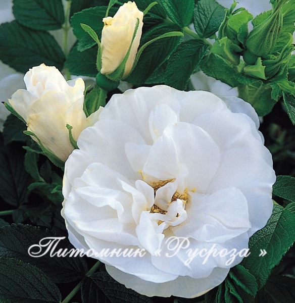 BLANC DOUBLE DE COUBERT