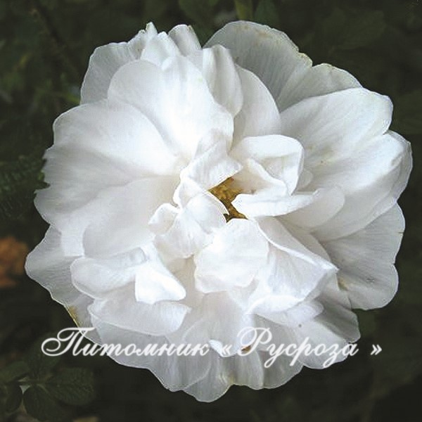 BLANC DOUBLE DE COUBERT