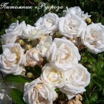 BLANC DOUBLE DE COUBERT
