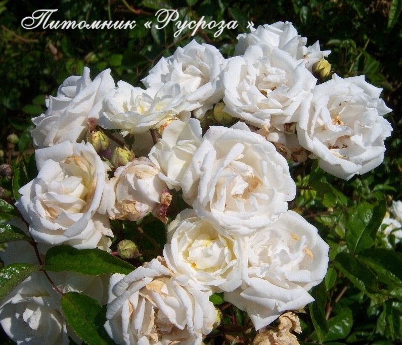 BLANC DOUBLE DE COUBERT