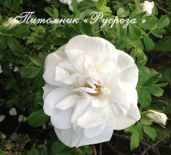 BLANC DOUBLE DE COUBERT