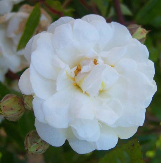 BLANC DOUBLE DE COUBERT