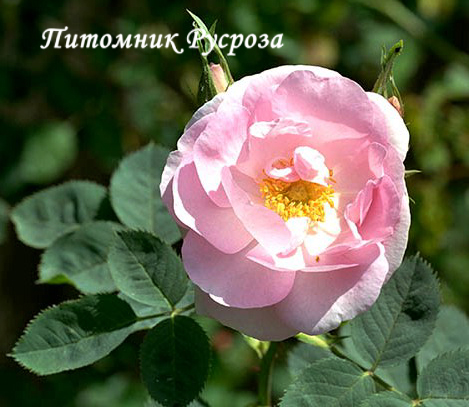 AURORE PONIATOWSKA