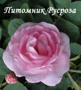 AURORE PONIATOWSKA