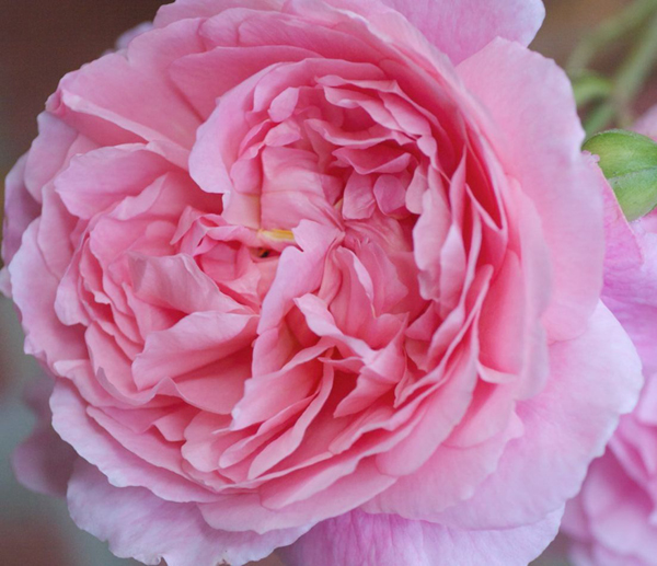 AUSGLISTEN (COTTAGE ROSE)